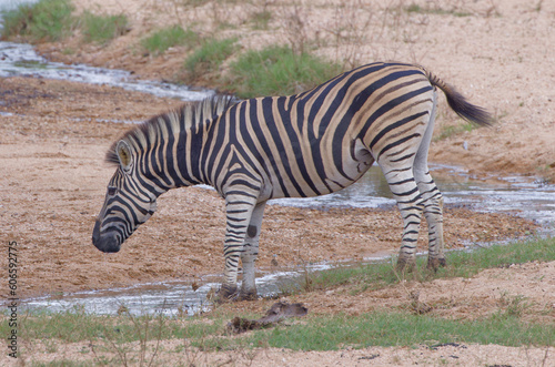 Zebra in Kruger Park, South Africa