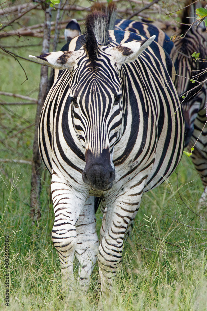 Fototapeta premium Zebra in Kruger Park, South Africa