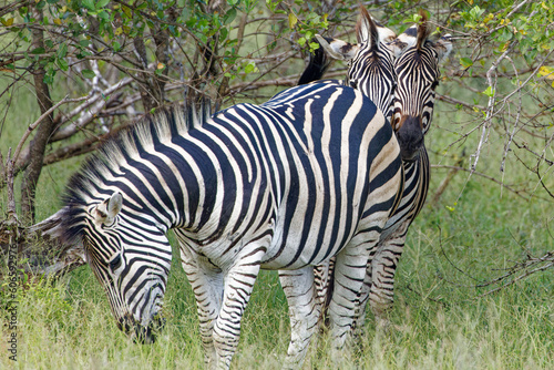 Zebra in Kruger Park, South Africa