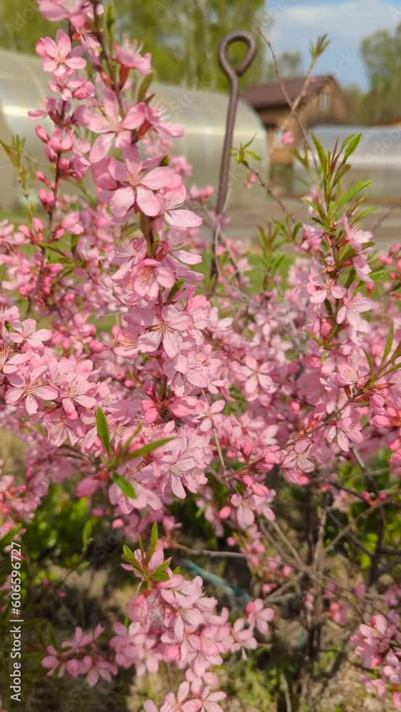 beautiful shrub with pink blooming flowers beautiful shrub with pink blooming flowers