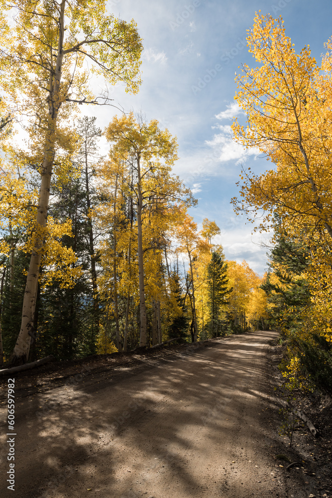 Backlit golden fall colors along County Ivanhoe Lake Road which winds along White River National Forest in Central Colorado.