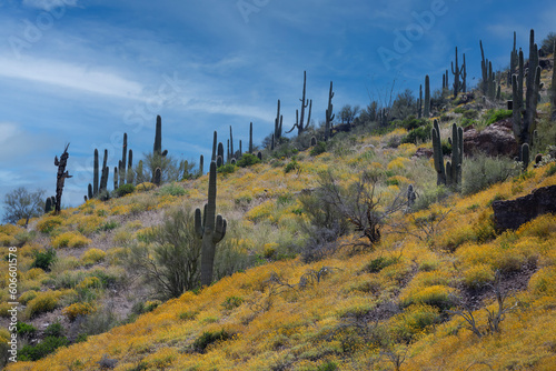 Saguaro Forest, Tonto National Monument photo