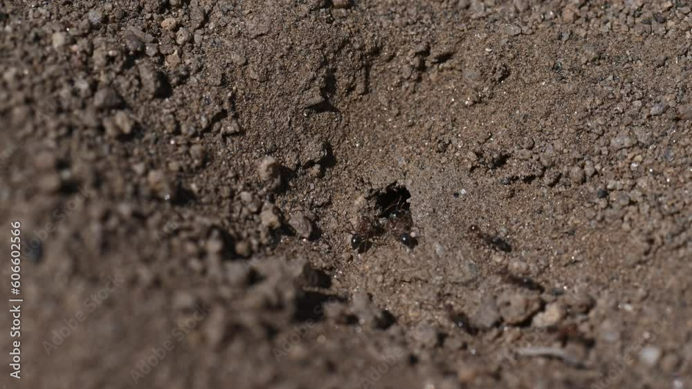 Bicolor pyramid ants excavating nest 4x speed. Bicolor pyramid ants excavating nest 4x speed.