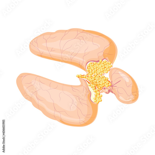 Reproductive organ of fish, caviar, eggs, vector illustration