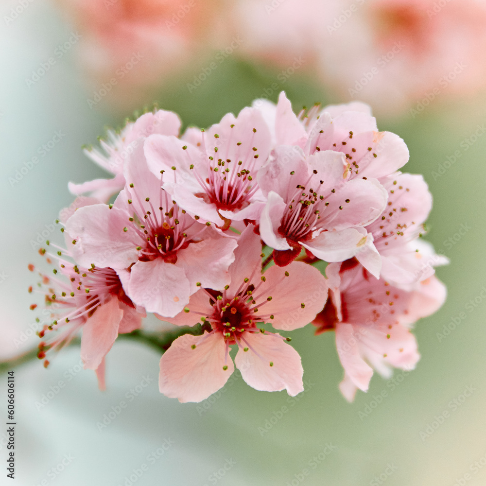 Fototapeta premium Flores de primavera 1