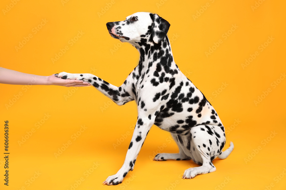 Adorable Dalmatian dog giving paw to woman on yellow background. Lovely pet Adorable Dalmatian dog giving paw to woman on yellow background. Lovely pet