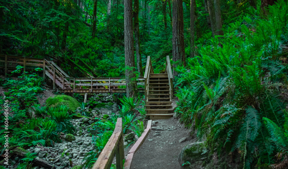Wooden bridge over a forest river. Wooden boardwalk in the green forest. Beautiful hiking trail or footpath across river Wooden bridge over a forest river. Wooden boardwalk in the green forest. Beautiful hiking trail or footpath across river