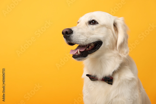 Cute Labrador Retriever dog with bow tie on yellow background, space for text