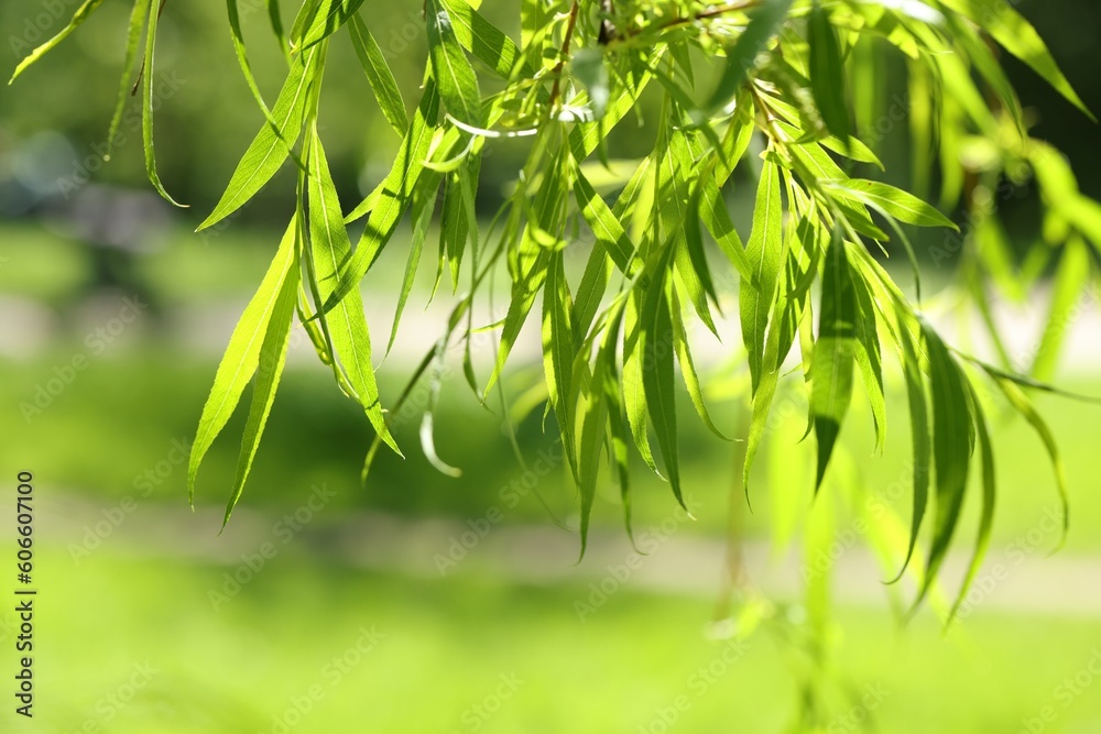 Fototapeta premium Beautiful willow tree with green leaves growing outdoors on sunny day, closeup