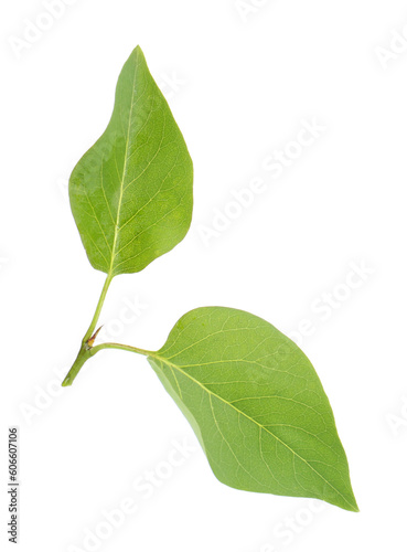 Fresh green lilac leaves on white background