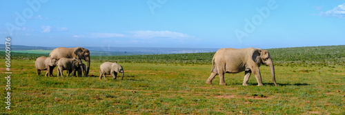 Addo Elephant Park South Africa, Family of Elephants in Addo elephant park, a large group of African Elephants during game drive in South Africa