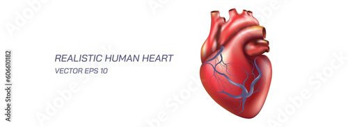 Realistic healthy human heart vector illustration. eps 10. Healthy human heart image for anatomical purposes and printables. Graphical study material for biology students and teachers. biology class.
