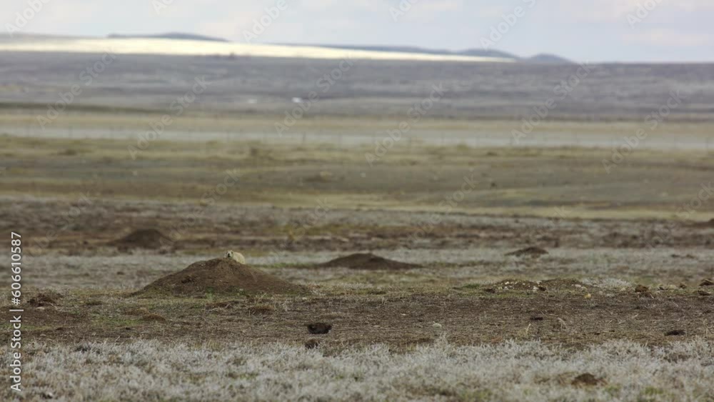 Prairie dogs dart for cover on their colony on cold spring day Prairie dogs dart for cover on their colony on cold spring day