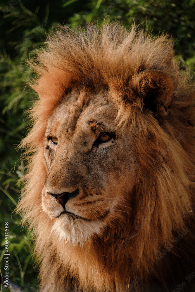 Close up of Male Lion looking at camera in Kruger National Park South Africa, old male lion portrait