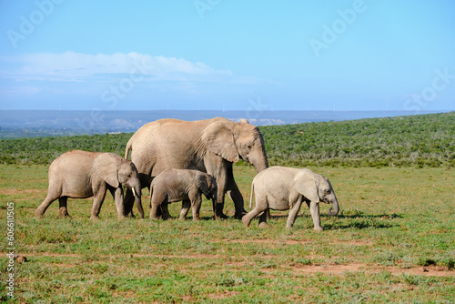 Addo Elephant Park South Africa, Family of Elephants in Addo elephant park, a large group of African Elephants during game drive in South Africa