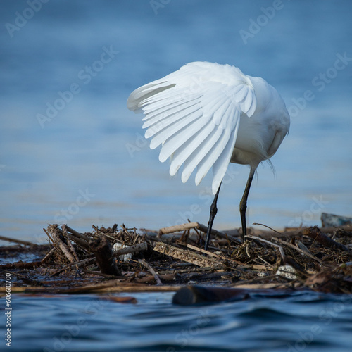 white crane hiding its face