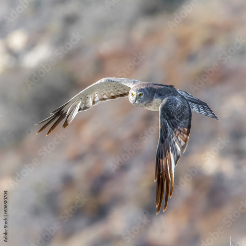 northern harrier in flight