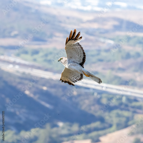 northern harrier in flight with road in background