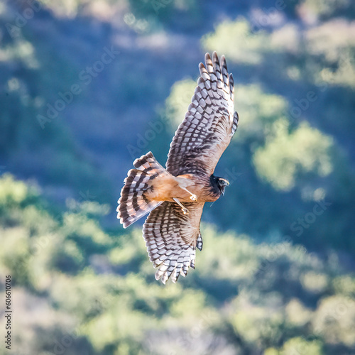 female northern harrier