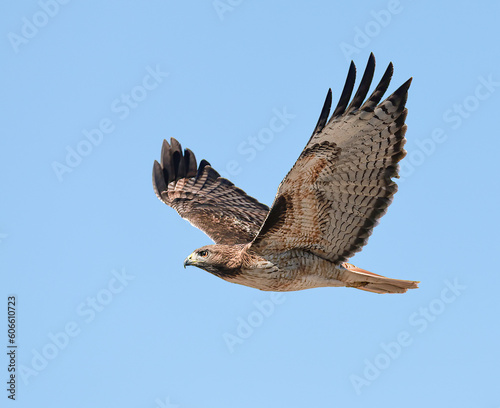 Photos red tailed hawk flying