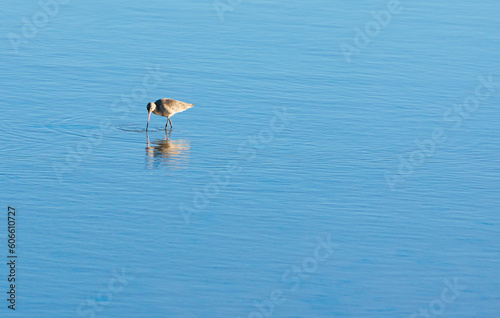bird in water