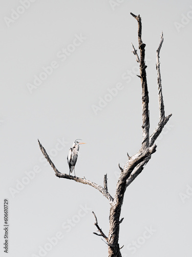 crane sitting in dead tree