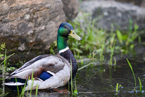 Birds and animals in wildlife concept. Amazing mallard duck swims in lake or river with blue water under sunlight landscape. Closeup perspective of funny duck. High quality photo