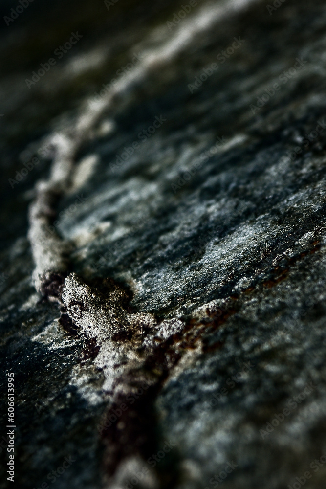 close up of a texture, abstract green background, background, blurred background, termite path on wall with slime, soil termite, soil termite
close up of a texture, abstract green background, background, blurred background, termite path on wall with slime, soil termite, soil termite