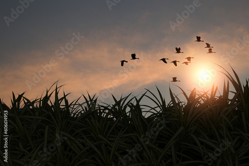 The silhouette of a flock of birds flying for food in the morning when the sun is rising.