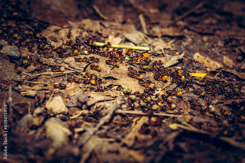 Close-up of worker termites on the forest floor Close-up of worker termites on the forest floor