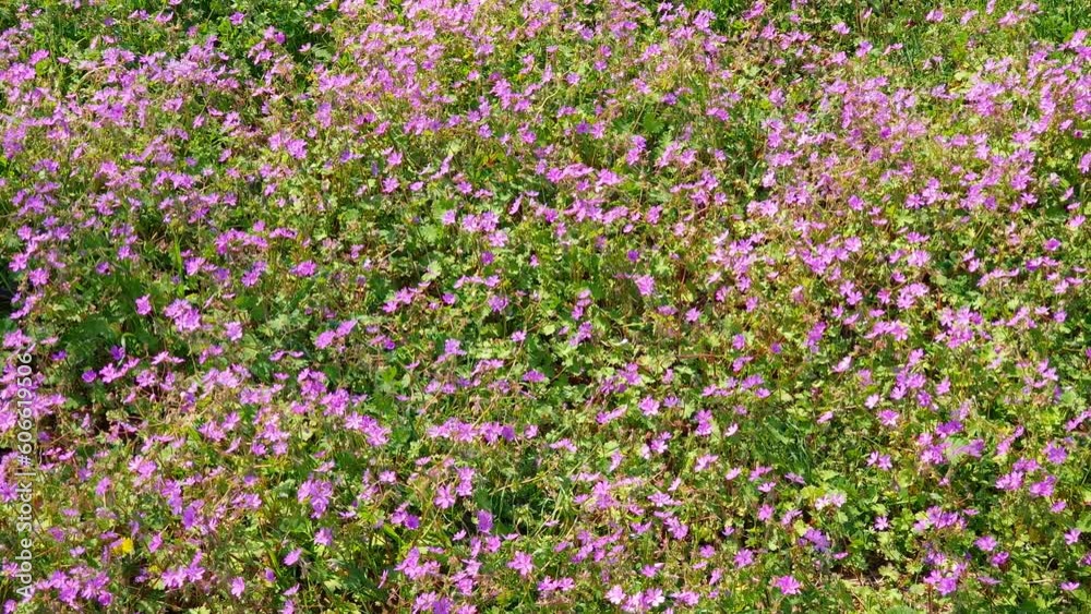 Field of purple flowers in spring season, ping and violet against green grass. Garden or park on a sunny day - natural landscape background. Field of purple flowers in spring season, ping and violet against green grass. Garden or park on a sunny day - natural landscape background.