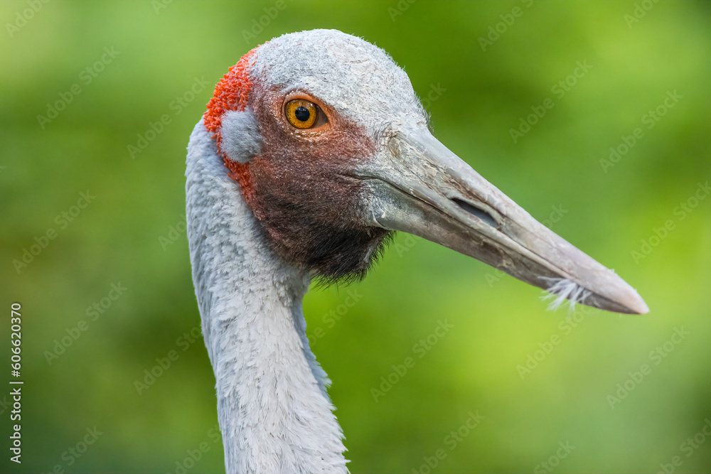 A Brolga, portrait of a crane like bird in Australia a crane