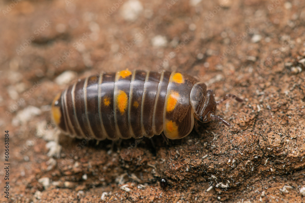 Glomeris pulchra pill millipede on a piece of brown bark Glomeris pulchra pill millipede on a piece of brown bark