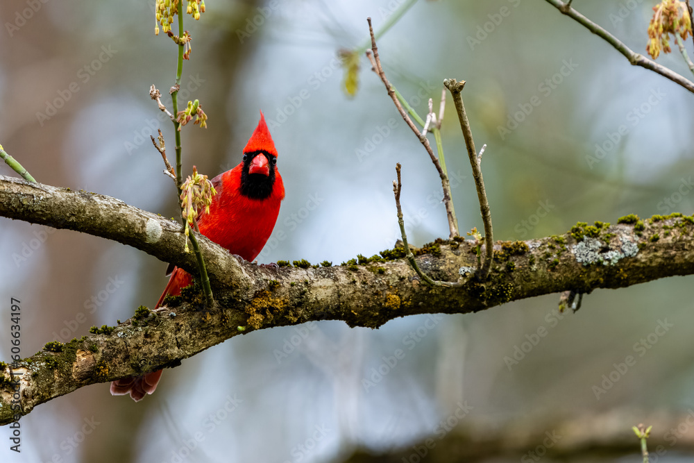 Northern Male Cardinal Perched on a Branch Northern Male Cardinal Perched on a Branch