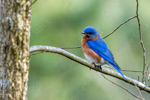 Male Eastern Bluebird Perched on Budding Limb in Early Spring © UA-Visions.com