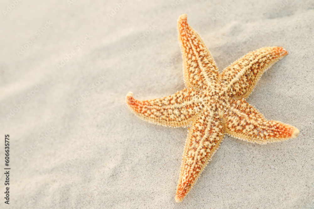 Summer time concept with sea shells and starfish on the beach sand white background. free space for your decoration Top view. Summer time concept with sea shells and starfish on the beach sand white background. free space for your decoration Top view.