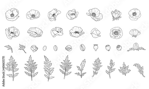 Set of 34 Hand-Drawn Poppy Elements Line Art Illustration