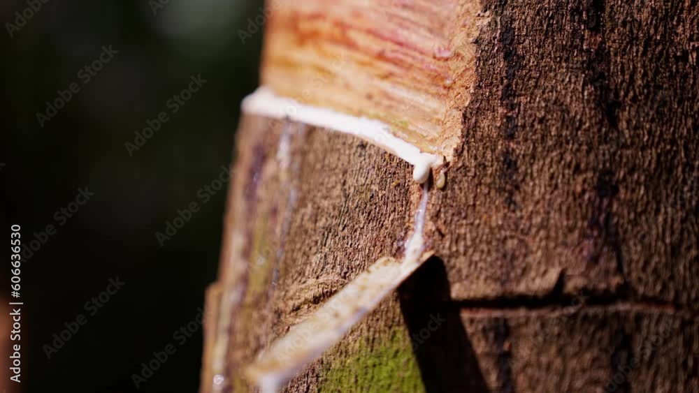 Process Of Rubber Tapping