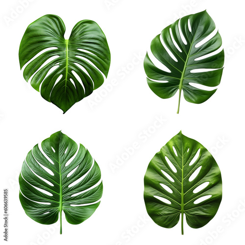 a set of green monstera tropical leaves on transparent background for design elements. clipping path. Created with Generative AI Technology