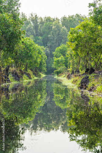 View down a river with green trees reflected in the still waters of the Tra Su Forest in Vietnam