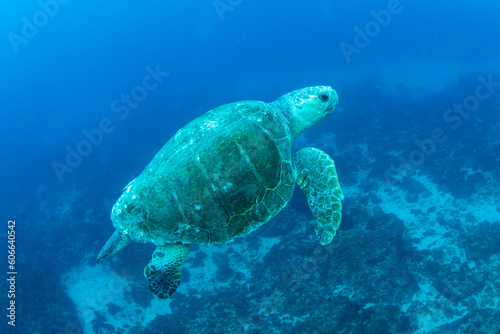 Loggerhead Turtle in the Ocean, Australia © Gary
