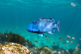 Blue Groper in the crystal-clear water, Sydney Australia