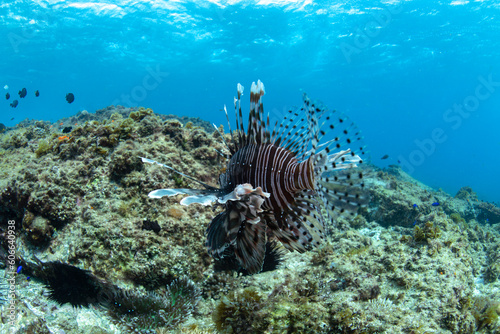 Lionfish in the crystal-clear water  Australia