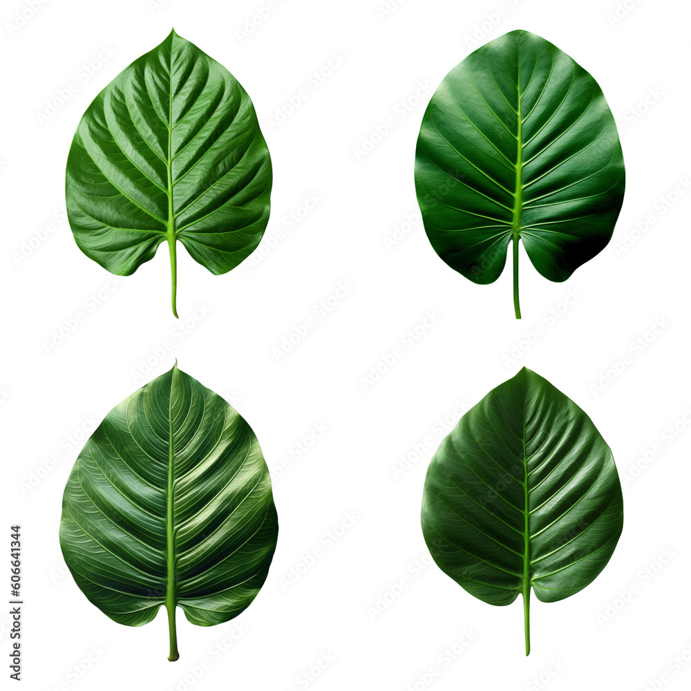 a set of green tropical big leaves on transparent background for design elements. clipping path. Created with Generative AI Technology a set of green tropical big leaves on transparent background for design elements. clipping path. Created with Generative AI Technology