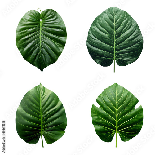 a set of green tropical big leaves on transparent background for design elements. clipping path. Created with Generative AI Technology