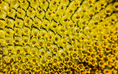 Macro shot of Sunflower and Seeds in field, Texture of sunflower, Selective focus.