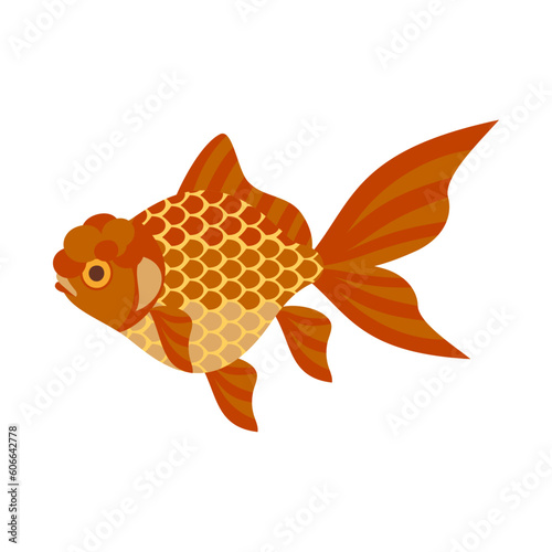 金魚（茶金）。フラットなベクターイラスト。
Chocolate Oranda goldfish. Flat designed vector illustration. photo