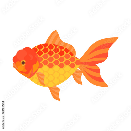 金魚（ジャンボ獅子頭、ジャンボオランダ）。フラットなベクターイラスト。
Jumbo Oranda goldfish. Flat designed vector illustration.