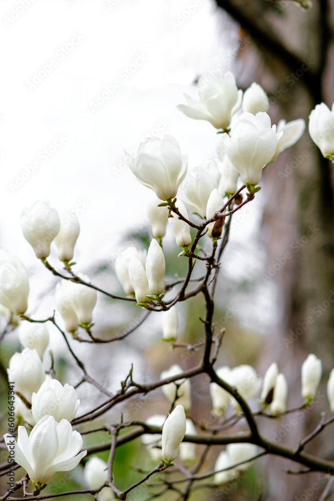 White magnolia flowers bloom in the park. Beautiful magnolia tree blossoms. Delicate white magnolia flower. Romantic floral background White magnolia flowers bloom in the park. Beautiful magnolia tree blossoms. Delicate white magnolia flower. Romantic floral background