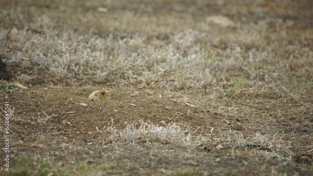 Wary prairie dog sticks head from burrow on breezy spring day close Wary prairie dog sticks head from burrow on breezy spring day close